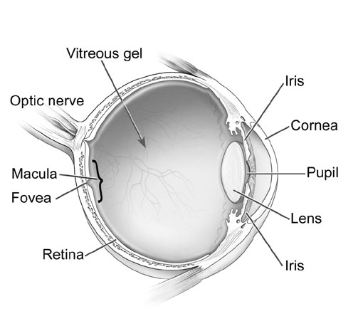 Eye Anatomy: The Structures of the Eye and Their Functions