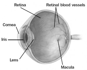 eye schematic